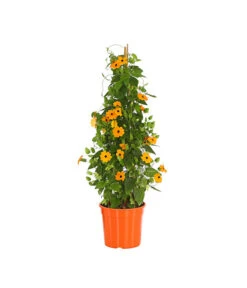 Elho Verkäufe -Elho Verkäufe 8591950 PR FS 003 ThunbergiaPyramideT17DehnerExpressHerzig