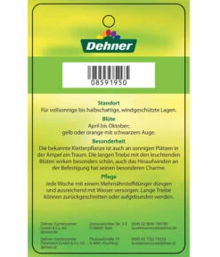 Schwarzäugige Susanne, Pyramide -Elho Verkäufe 8591950 SchwarzaeugigeSusanne Etikett 2