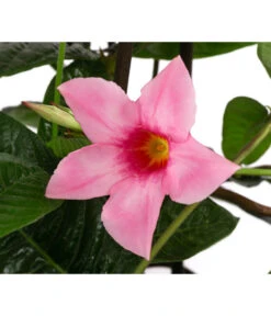 Dipladenie, Pyramide, Rosa -Elho Verkäufe 8594434 WE DE 001 MandevillaPyramidePinkT17