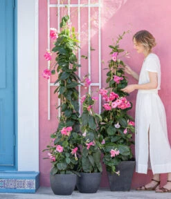 Dipladenie, Pyramide, Rosa -Elho Verkäufe 8594434 WE MO 001 DiplandenienMadevilla