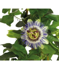 Passionsblume, Pyramide 9 Passionsblume, Pyramide -Elho Verkäufe 8597122 PR DE 020 PassifloraPassionsblumeT19DehnerHerzig