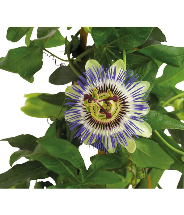 Passionsblume, Pyramide 6 Passionsblume, Pyramide – Bild 4