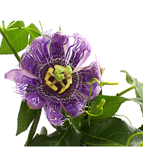 Passionsblume, Pyramide 5 Passionsblume, Pyramide – Bild 3