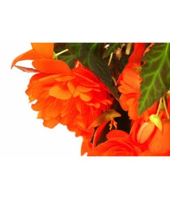 Hängebegonie 'Belina®', Ampel -Elho Verkäufe 8602310 WE DE 001 HaengebegonieBelinaAmpelT27