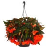 Hängebegonie 'Belina®', Ampel -Elho Verkäufe 8602310 WE FS 001 HaengebegonieBelinaAmpelT27
