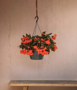 Hängebegonie 'Belina®', Ampel -Elho Verkäufe 8602310 WE MO 002 HaengebegonieBelinaAmpel