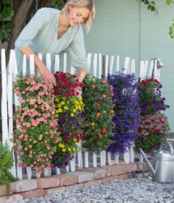 Wandhänger Mit Minihängepetunien-Trio, Verschiedene Farben -Elho Verkäufe 8602989 8602997 WE MO 001 BegoniaWandhaenger
