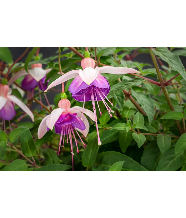 Hängefuchsie, Ampel, Verschiedene Farbkombinationen 8 Hängefuchsie, Ampel, Verschiedene Farbkombinationen – Bild 6