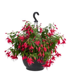 Hängefuchsie, Ampel, Verschiedene Farbkombinationen