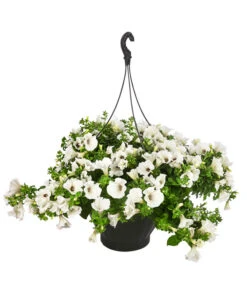 Hängepetunie, Ampel, Verschiedene Sorten, Weiß/pink