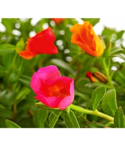 Portulakröschen, Ampel 7 Portulakröschen, Ampel -Elho Verkäufe 8606147 PR DE 001 PortulacaPortulakroeschenAmpelT25DehnerExpressHerzig