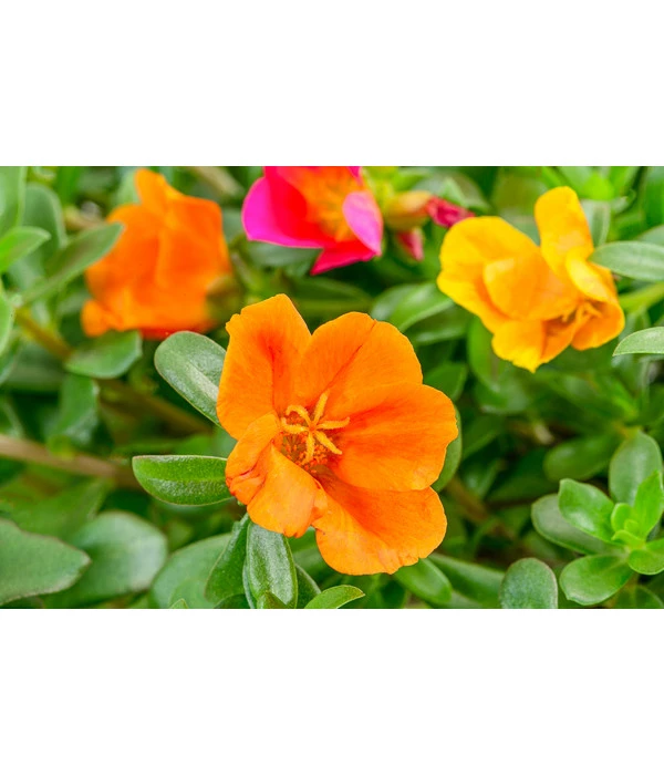 Portulakröschen, Ampel 4 Portulakröschen, Ampel – Bild 2