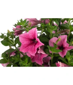 Hängepetunie, Ampel, Verschiedene Farben -Elho Verkäufe 8606840 WE DE 003 HAENGEPETUNIEMIXAMPT25