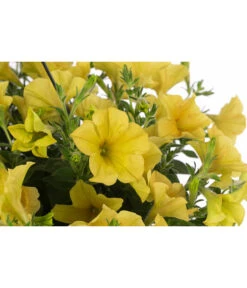 Hängepetunie, Ampel, Verschiedene Farben -Elho Verkäufe 8606840 WE DE 004 HAENGEPETUNIEMIXAMPT25