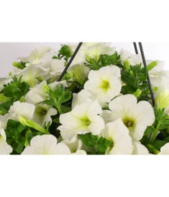 Hängepetunie, Ampel, Verschiedene Farben -Elho Verkäufe 8606840 WE DE 005 HAENGEPETUNIEMIXAMPT25