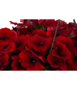 Hängepetunie, Ampel, Verschiedene Farben -Elho Verkäufe 8606840 WE DE 006 HAENGEPETUNIEMIXAMPT25