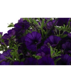 Hängepetunie, Ampel, Verschiedene Farben -Elho Verkäufe 8606840 WE DE 007 HAENGEPETUNIEMIXAMPT25