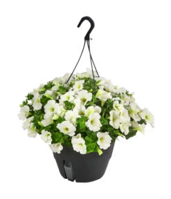 Hängepetunie, Ampel, Verschiedene Farben -Elho Verkäufe 8606840 WE FS 005 HAENGEPETUNIEMIXAMPT25