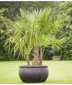 Ausgewählte Produkte -Elho Verkäufe 8607855 PR MO 001 Polystone SchaleEmpireBlumentopfBlumenvasePflanztopfHanfpalmeTrachycarpusFortuneiGruppe