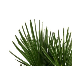 Hanfpalme, Multistamm 7 Hanfpalme, Multistamm -Elho Verkäufe 8607855 WE DE 001 HanfpalmeTrachycarpusFortuneiT36