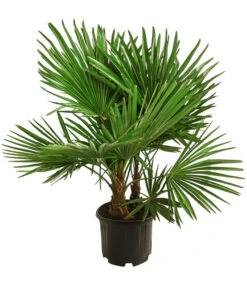 Ausgewählte Produkte 7 Hanfpalme, Multistamm