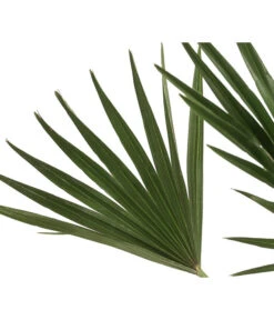 Zwergpalme 'Vulcano' -Elho Verkäufe 8607905 WE DE 002 ChamaeropsVulcanoT18