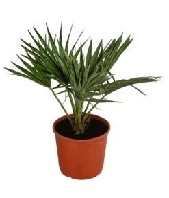 Ausgewählte Produkte 17 Zwergpalme 'Vulcano'