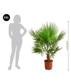 Ausgewählte Produkte -Elho Verkäufe 8608036 WE BG 001 XXL Faecherpalme140150cm