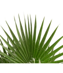 XXL Fächerpalme 7 XXL Fächerpalme -Elho Verkäufe 8608036 WE DE 004 WashingtoniaRobustaT30MexikanischeFaecherpalme