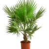 XXL Fächerpalme -Elho Verkäufe 8608036 WE FS 003 WashingtoniaRobustaT30 MexikanischeFaecherpalme