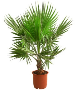 Ausgewählte Produkte 5 XXL Fächerpalme