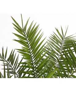 XXL Kanarische Dattelpalme, Ca. 140-160 Cm -Elho Verkäufe 8608721 PR DE 001 PhoenixCanariensisT28DehnerExpressHerzig