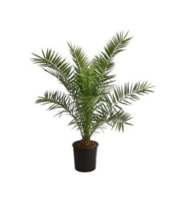 Ausgewählte Produkte 11 XXL Kanarische Dattelpalme, Ca. 140-160 Cm