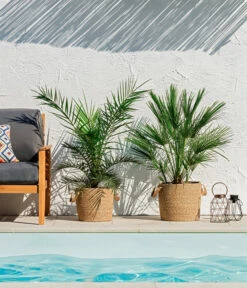 Ausgewählte Produkte -Elho Verkäufe 8608721 WE MO 002 ZwergpalmeChamaeropsHumilisKanarischeDattelpalmePhoenixCanariensisUweSauer