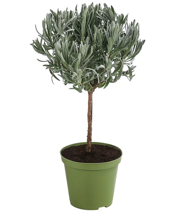 Dehner Gourmet Garten Lavendel, Hochstamm