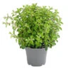 Dehner Gourmet Garten Oregano -Elho Verkäufe 8610123 WE FS 001 GourmetGartenOreganumT14
