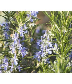 Bio Rosmarin -Elho Verkäufe 8610206 WE DE 001 RosmarinBluete