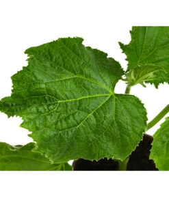 Bio Schlangengurke Im Pottburri®-Topf -Elho Verkäufe 8611287 WE DE 001 BioPBSchlangengurke