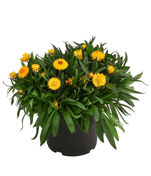 Strohblume, Gelb 3 Strohblume, Gelb