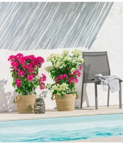 Drillingsblume 'Vera', Spalier -Elho Verkäufe 8618258 PR MO 001 BougainvilleT19Twin