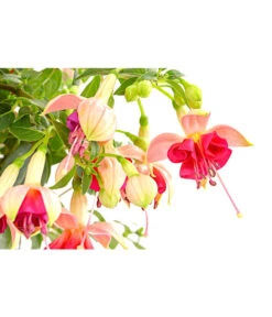 Fuchsie, Verschiedene Sorten -Elho Verkäufe 8649733 PR DE 001 FuchsienStammMixT17DehnerExpressHerzig