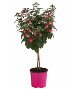 Fuchsie, Verschiedene Sorten -Elho Verkäufe 8649733 WE FS 003 FuchsienStammMix17er