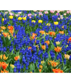 Traubenhyazinthe, Blau -Elho Verkäufe 8662702 8662645 8662710 HyazintheBlauMuscariTraubenhyazinthePixabay