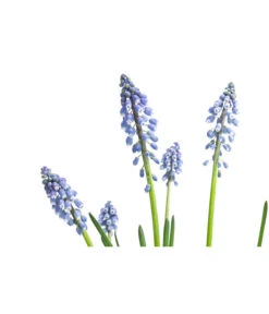 Traubenhyazinthe, Blau -Elho Verkäufe 8662702 WE DE 001 MuscariArmeniacumBlauTraubenhyazintheT9cm