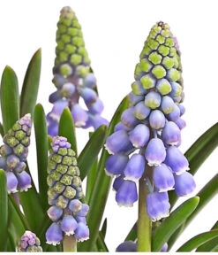Traubenhyazinthe, Blau -Elho Verkäufe 8662702 WE DE 002 TraubenhyazintheMuscariArmeniacumT9DehnerExpressHerzig