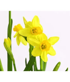 Narzissen 'Tête à Tête' In Birkentopf, Ca. Ø11 Cm 11 Narzissen 'Tête à Tête' In Birkentopf, Ca. Ø11 Cm -Elho Verkäufe 8663122 WE DE 007 NarzissenTAT9