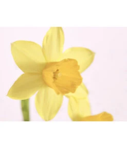 Zwiebelpflanzen-Trio Frühlingsstimmung -Elho Verkäufe 8686636 PR DE 001 Zwiebel4erMixT9DehnerExpressZS