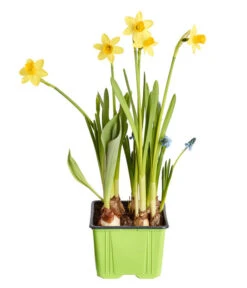 Zwiebelpflanzen-Trio Frühlingsstimmung -Elho Verkäufe 8686636 PR FS 001 Zwiebel4erMixT9DehnerExpressZS