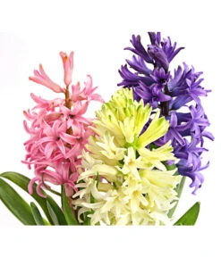 Hyazinthe 'Mixies' 7 Hyazinthe 'Mixies' -Elho Verkäufe 8747008 PR DE 001 Hyazinthen3erMixiesT12DehnerExpressHerzig