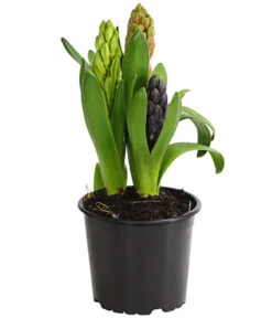 Hyazinthe 'Mixies' 6 Hyazinthe 'Mixies' -Elho Verkäufe 8747008 WE FS 001 HyazinthenHyacinthen3erMixiesT12